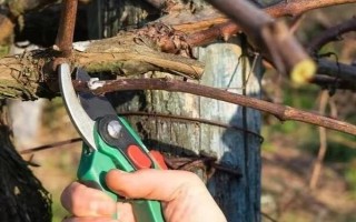 家庭种植的葡萄树怎么修剪，最好在冬季修剪