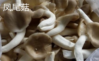 长毛的凤尾菇能不能吃,继续食用可能会中毒