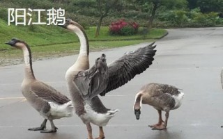 常见的蛋鹅品种，特征都不同