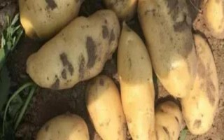 河北省围场满族蒙古族自治县的特产,围场马铃薯是国家地理标志产品