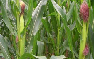 五瑞605玉米种子特点，并注意防治