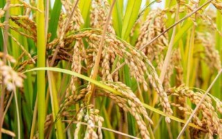 水稻破口前5-7天怎样判断，剑叶和倒2叶的叶枕基本齐平