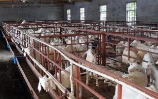 育肥羊的饲料配方，原料有玉米粉、草粉、玉米粒等