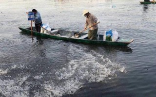 甲鱼的养殖方法，日常巡查工作很重要