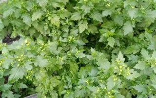 菊花适合几月份掐头，在3-4月份掐头可抑制徒长