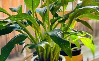 怎么养马蹄莲，适宜生长的温度在20℃左右