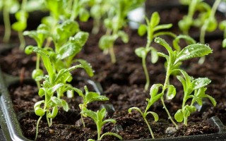 芹菜怎么育苗，将种子与细沙土混合后再撒播