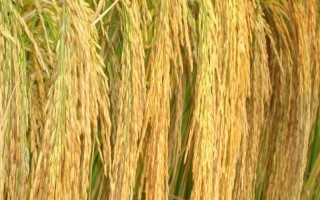 嘉禾优7245水稻种子介绍，全生育期156.0天