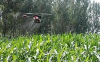 种下玉米打草甘膦会损害吗，需按照说明正确操作