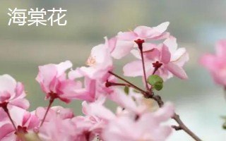 天竺葵和海棠花有什么区别，花期、叶片、株高等方面均不同