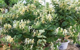 金银花和断肠草有什么区别，外观、质感、花朵均不同