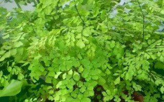 铁线蕨能不能晒，铁线蕨喜散光