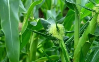 兴丰8玉米种子介绍，播种深度4－6厘米