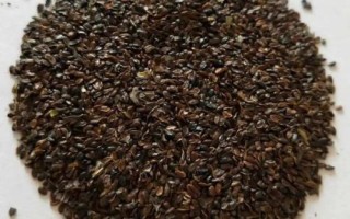 鸡冠花种子怎么挑选，特别便宜的种子最好不要买