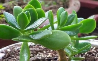 怎么让燕子掌开花，关键是要养在光照充足且温暖的地方