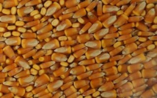 玉米种子处理方法,常用清水或用营养液浸种