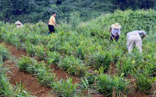 怎么防治生姜腐烂病，播种前可用多菌灵等药物浸种