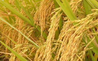 天优2075水稻品种简介，全生育期平均155.8天