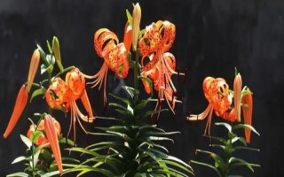 百合有哪些品种,常见的有鹿子百合、水仙百合等