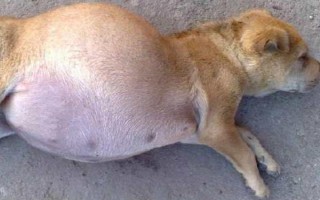 狗狗可以喝酸奶吗,狗狗是可以喝酸奶的