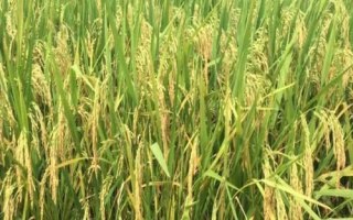 皖垦糯6号水稻品种简介，大田用种量每亩3－4千克
