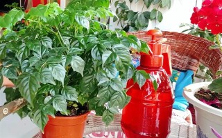 让幸福树安全过冬的方法，可将室温保持在10℃左右