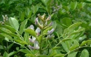 甘草的种植技术,播种可采用条播或者穴播的方式