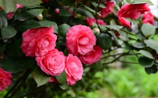 冬季怎么养茶花，应放置在亮一些的位置来养