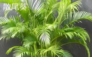 常见的室内绿化植物,常见的有发财树、绿萝等