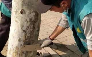 如何防治黄粉虫,可刮树皮或使用药剂