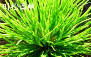 适合冬天种植的牧草,根据当地气候进行合理选择