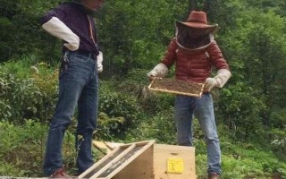 近距离搬蜂的最佳方式，搬蜂后要加强蜂群的管理