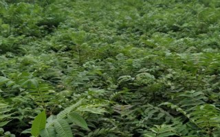 香椿矮化种植及剪枝要点，常采用摘心、短截和断根等方式