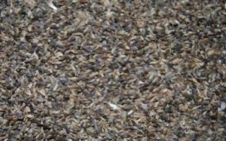 滇龙胆草种子的价格，有些地区每斤可达150元