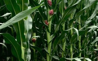 合玉966玉米品种简介，防治杂草