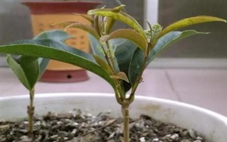 桂花怎么养护才可以更旺盛，每隔一周浇水1-2次