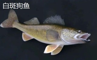 狗鱼的生活习性，我国有黑斑狗鱼和白斑狗鱼两种