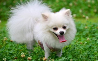 博美怎么养，一定要注意饮食和护理等