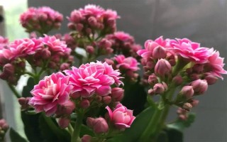 冬天长寿花怎样养才开花,需要为其提供充足的光照