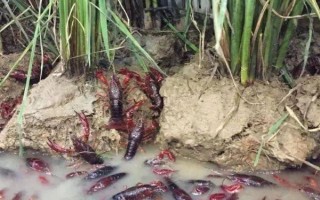 高温季节稻虾共养注意事项,水位要控制在3-20厘米之间