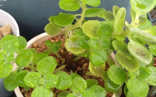 碰碰香插一片叶子能不能活，插一片叶子也可以活