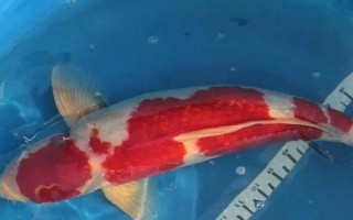 金银鳞锦鲤的产地，主要产地在日本和中国