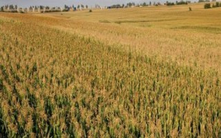 创世168玉米种子特征特性，中抗茎腐病