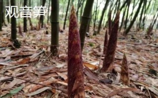 衡山县的特产,南岳寿饼是著名的旅游特产之一