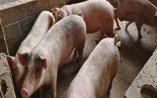 养50头猪需要办理哪些证，要办理营业执照、土地规划许可证等