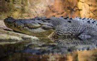 鳄鱼是什么动物，是一种脊椎类爬行肉食动物