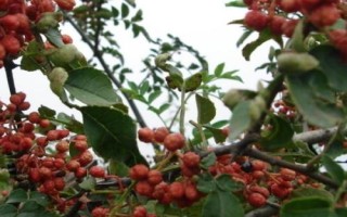 花椒如何去籽，可筛选也可用机器去籽