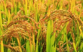 隆两优1377的产量表现，平均亩产482.02千克