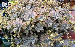 姬胧月和胧月有什么区别，前者是草本植物、后者是常绿灌木