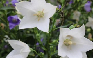 白色桔梗的花语,寓意纯洁善良、无怨无悔等